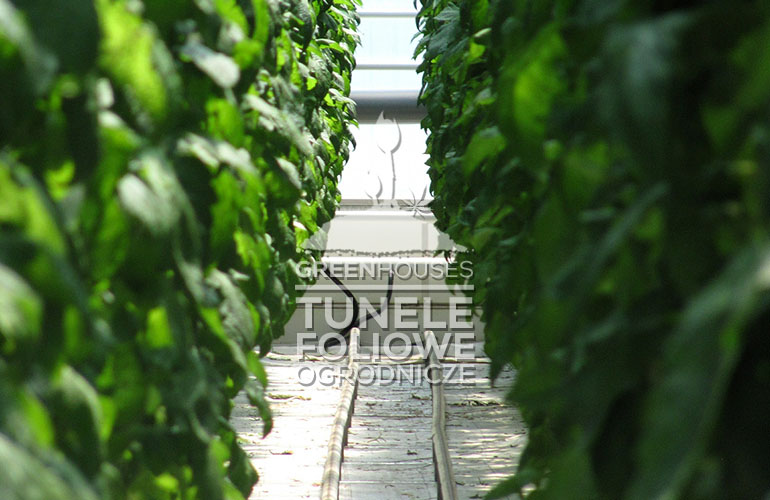 TUNELE FOLIOWE - uprawa warzyw w tunelu foliowym